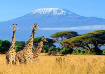 Trusted Travel & Tours Services in East Africa